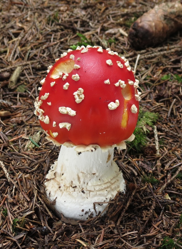 muchotrávka červená Amanita muscaria (L.) Lam.