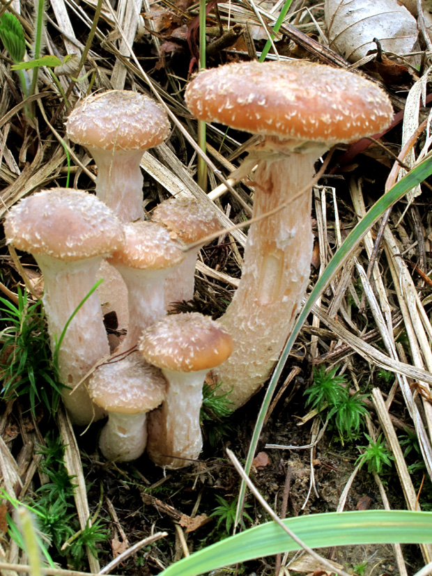 podpňovka obyčajná Armillaria mellea (Vahl) P. Kumm.