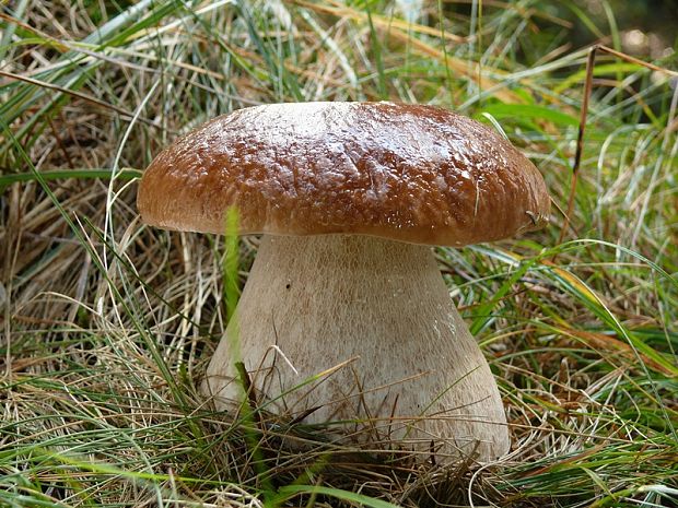 hríb smrekový Boletus edulis Bull.