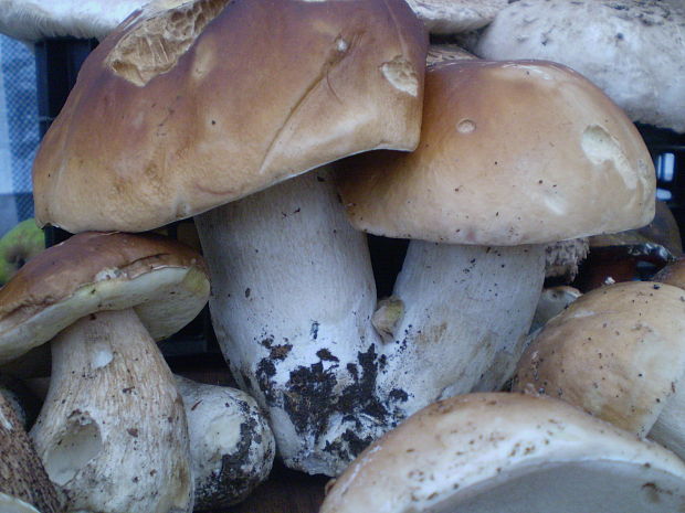 hríb smrekový Boletus edulis Bull.