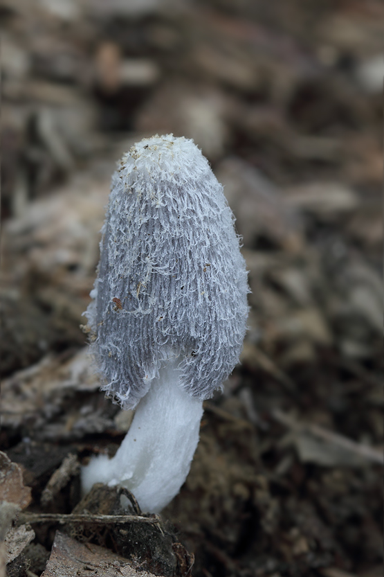 hnojník chlpatý Coprinopsis lagopus (Fr.) Redhead, Vilgalys & Moncalvo