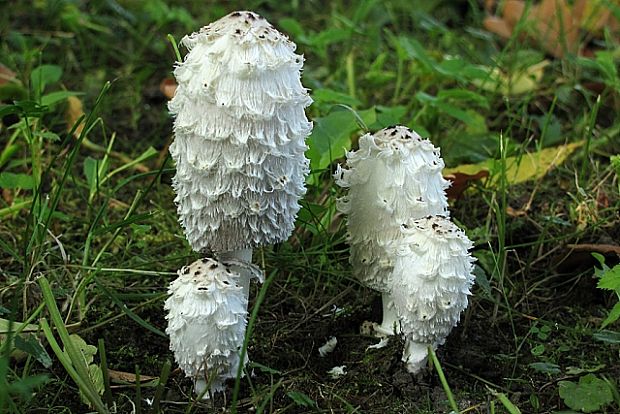 hnojník obyčajný-hnojník obecný Coprinus comatus (O.F. Müll.) Pers.