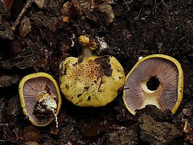 pavučinovec Cortinarius sp.