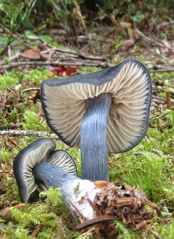 hodvábnica lesklá Entocybe nitida (Quél.) T.J. Baroni, Largent & V. Hofst.