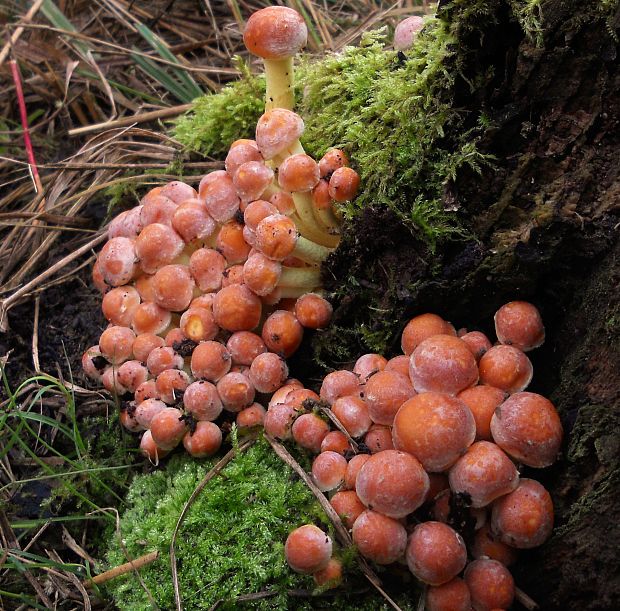 strapcovka tehlovočervená  Hypholoma lateritium (Schaeff.) P. Kumm.