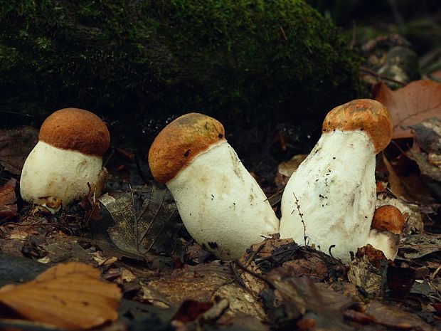 kozák osikový Leccinum albostipitatum den Bakker & Noordel.