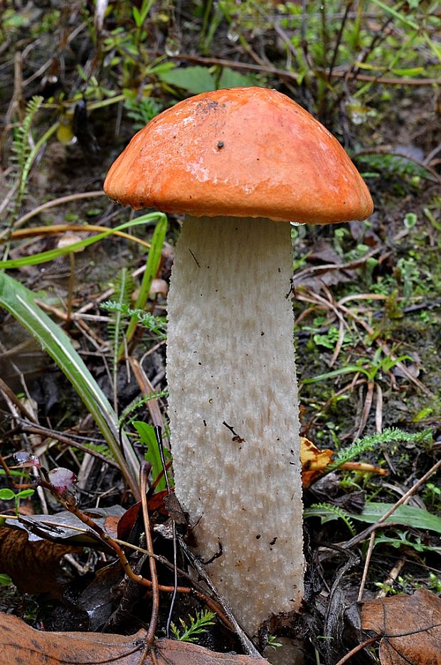 kozák osikový Leccinum albostipitatum den Bakker & Noordel.