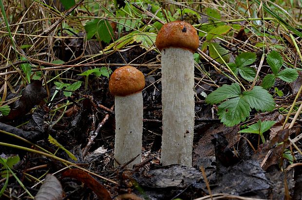 kozák osikový Leccinum albostipitatum den Bakker & Noordel.