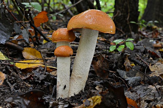 kozák osikový Leccinum albostipitatum den Bakker & Noordel.