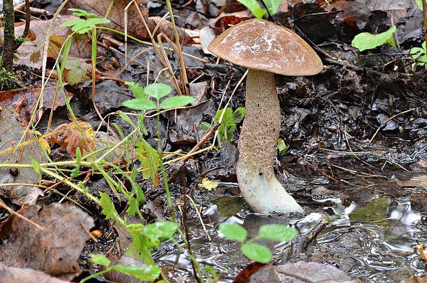 kozák topoľový Leccinum duriusculum (Schulzer ex Kalchbr.) Singer