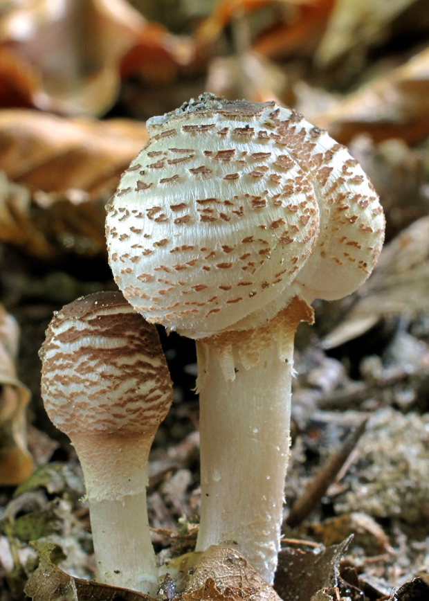 bedlička páchnúca Lepiota cristata Barla