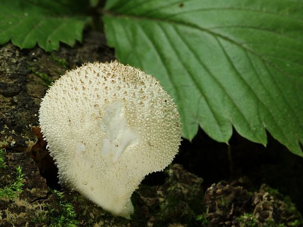 prášnica bradavičnatá Lycoperdon perlatum Pers.