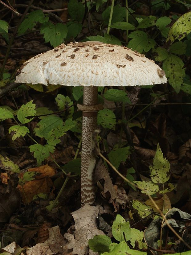 bedľa vysoká Macrolepiota procera (Scop.) Singer