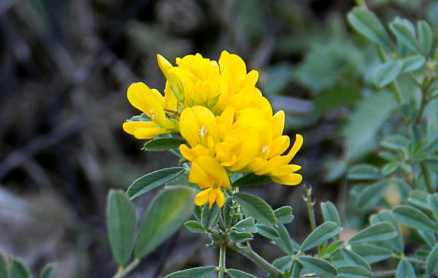 lucerna kosákovitá Medicago falcata L.