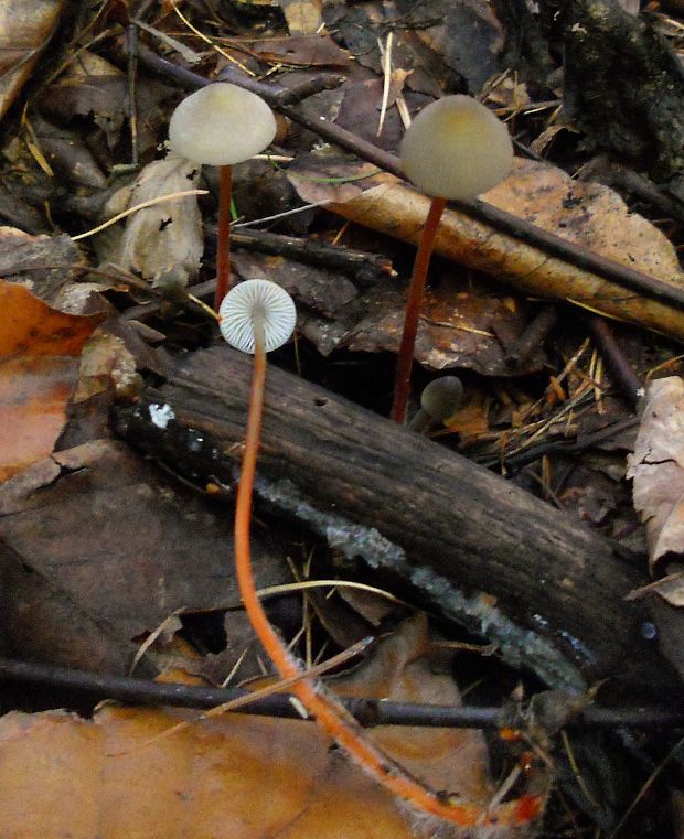 prilbička šafranová Mycena crocata (Schrad.) P. Kumm.