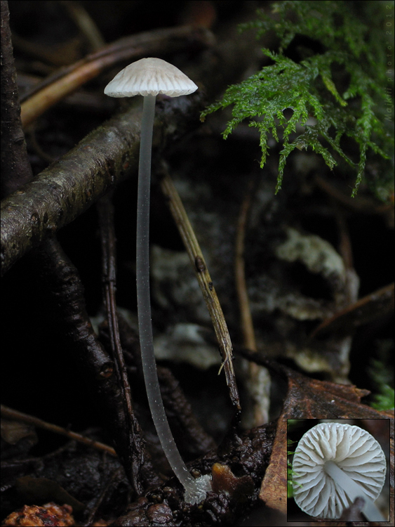 prilbička diskovitá Mycena stylobates (Pers.) P. Kumm.