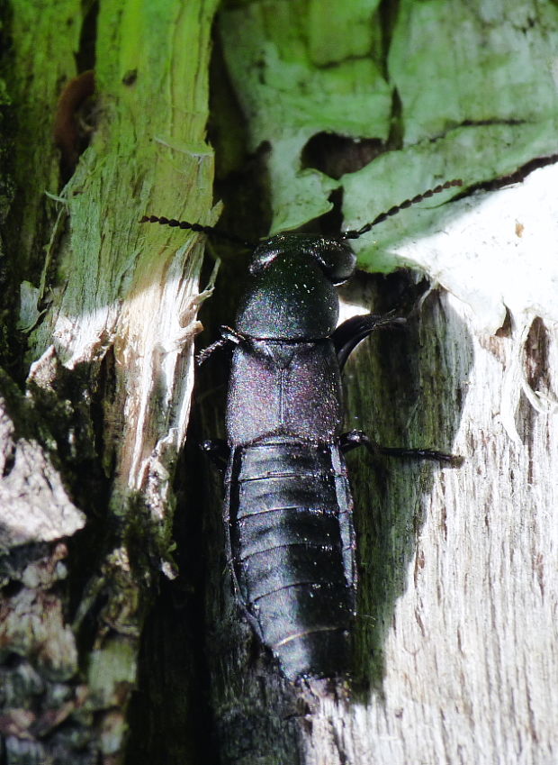 drobčík  Ocypus opthalmicus