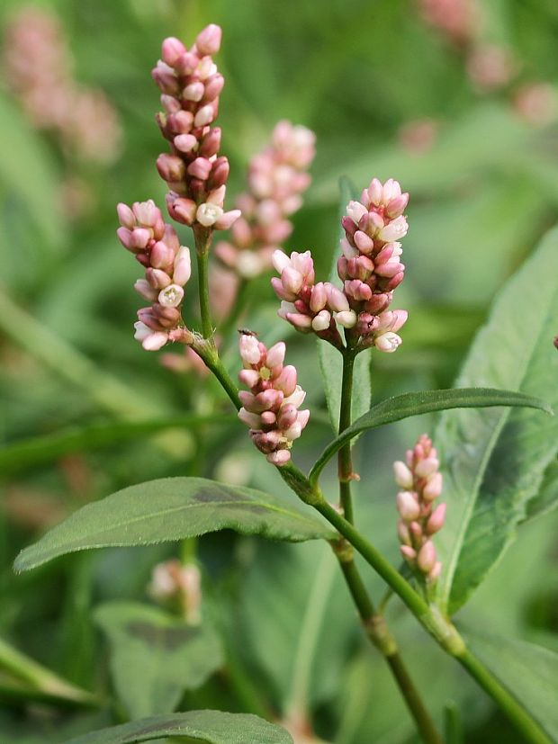 horčiak broskyňolistý          Persicaria maculosa           S. F. Gray