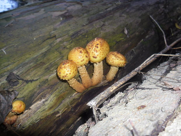 šupinovka Pholiota sp.