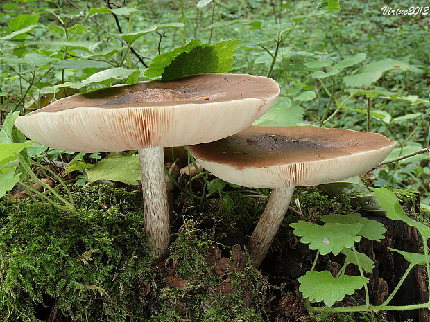 štítovka jelenia Pluteus cervinus (Schaeff.) P. Kumm.