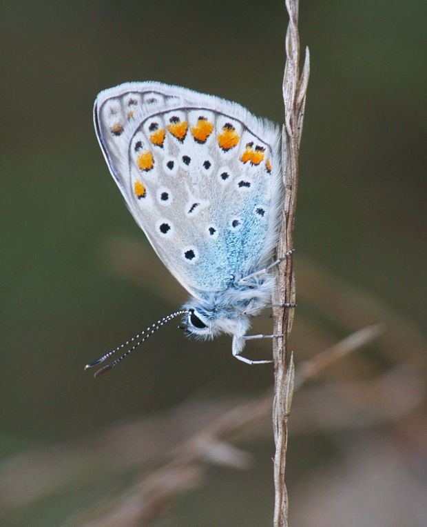 modráčik obyčajný Polyommatus icarus