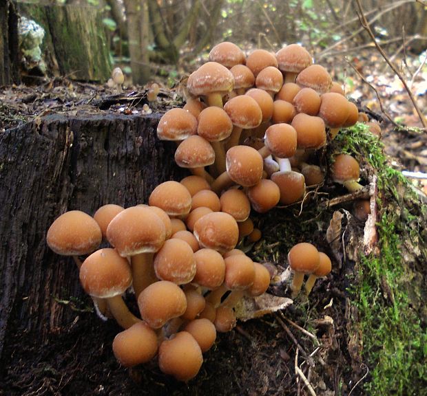 drobuľka vodomilná  Psathyrella piluliformis (Bull.) P.D. Orton