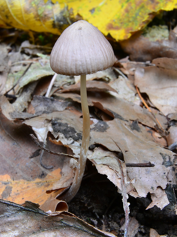 drobuľka Psathyrella sp.