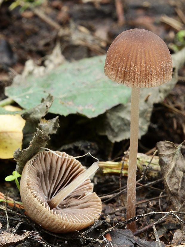 drobuľka Psathyrella sp.