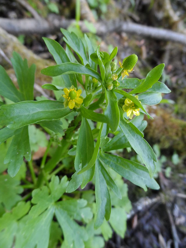 iskerník jedovatý Ranunculus sceleratus L.