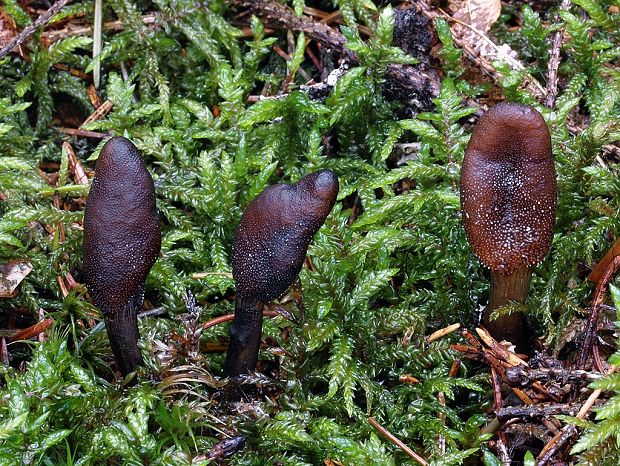 žezlovka srnková Tolypocladium ophioglossoides (J.F. Gmel.) Quandt, Kepler & Spatafora