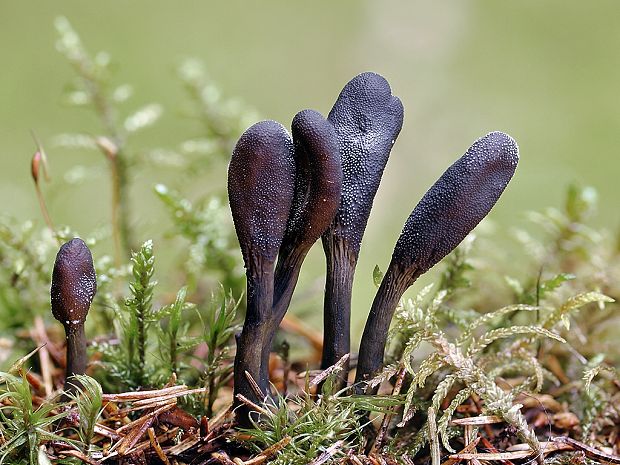 žezlovka srnková Tolypocladium ophioglossoides (J.F. Gmel.) Quandt, Kepler & Spatafora