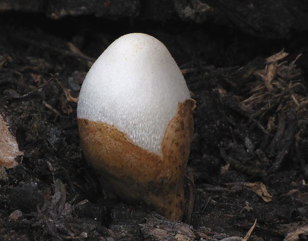 pošvovec stromový Volvariella bombycina (Schaeff.) Singer