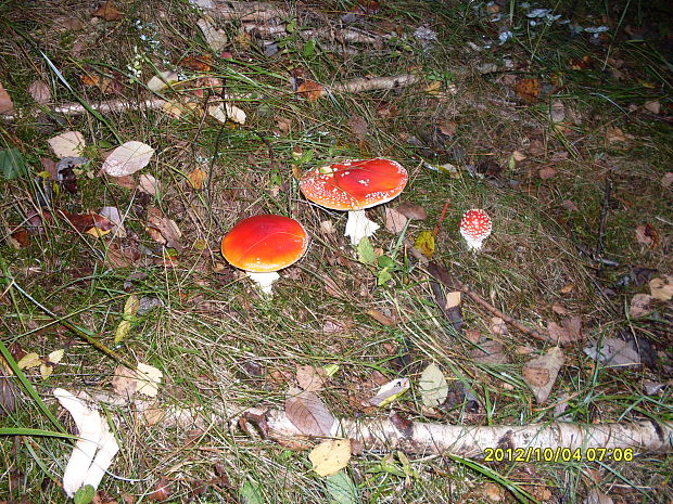 muchotrávka červená Amanita muscaria (L.) Lam.