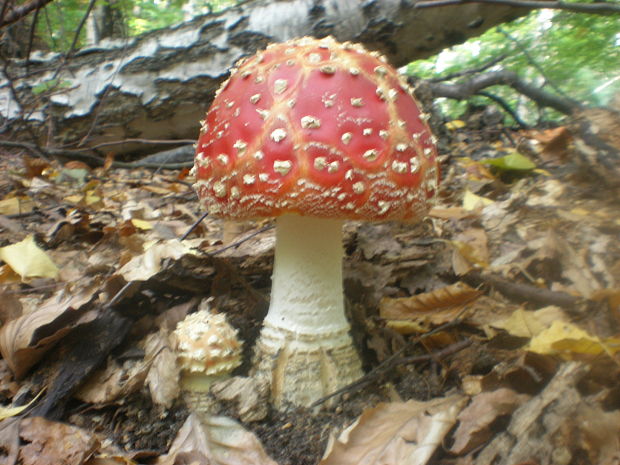 muchotrávka červená Amanita muscaria (L.) Lam.