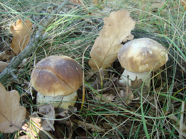 hríb smrekový Boletus edulis Bull.