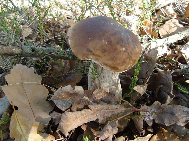 hríb smrekový Boletus edulis Bull.