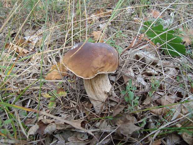 hríb smrekový Boletus edulis Bull.