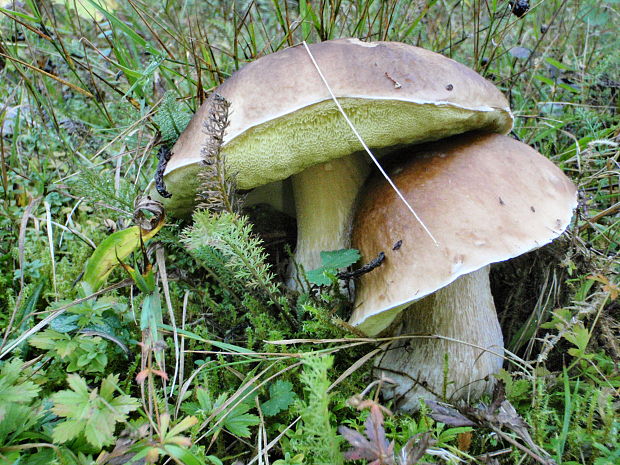 hríb smrekový Boletus edulis Bull.