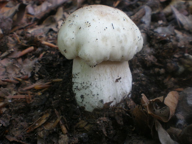 hríb smrekový Boletus edulis Bull.