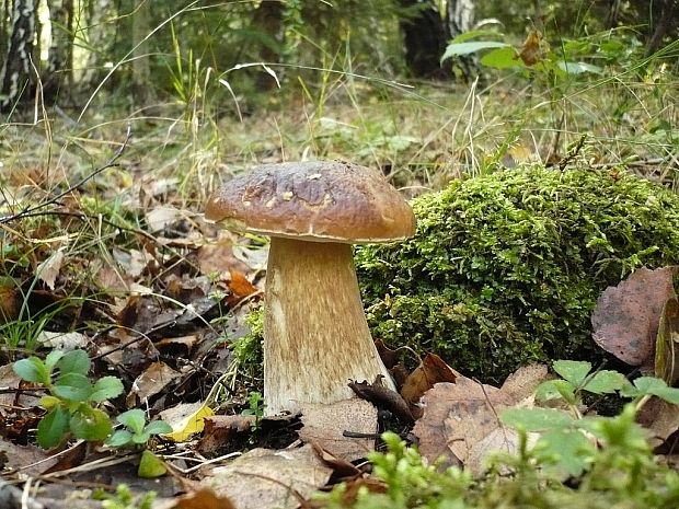 hríb smrekový Boletus edulis Bull.