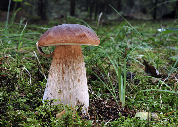 hríb smrekový Boletus edulis Bull.