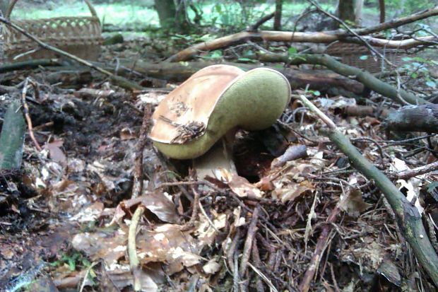 hríb Boletus sp.