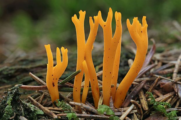 parôžkovec lepkavý Calocera viscosa (Pers.) Fr.