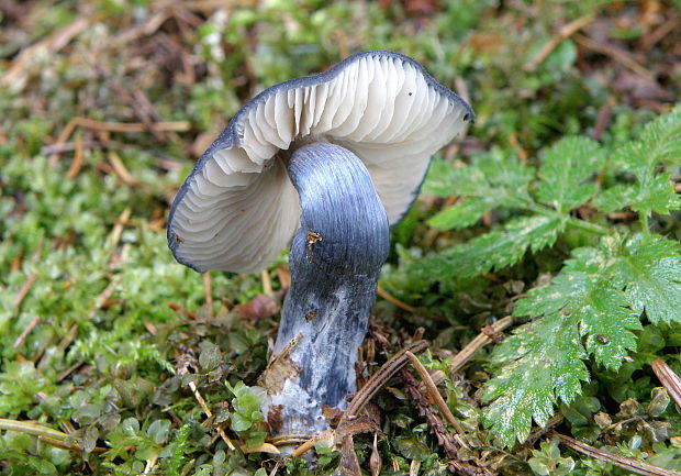 hodvábnica lesklá Entocybe nitida (Quél.) T.J. Baroni, Largent & V. Hofst.