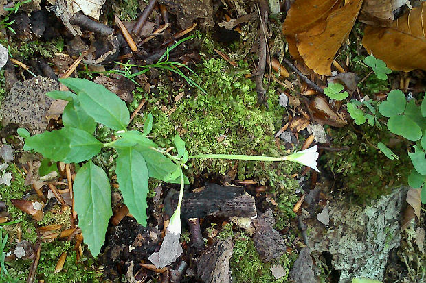 vŕbovka horská Epilobium cf. montanum L.