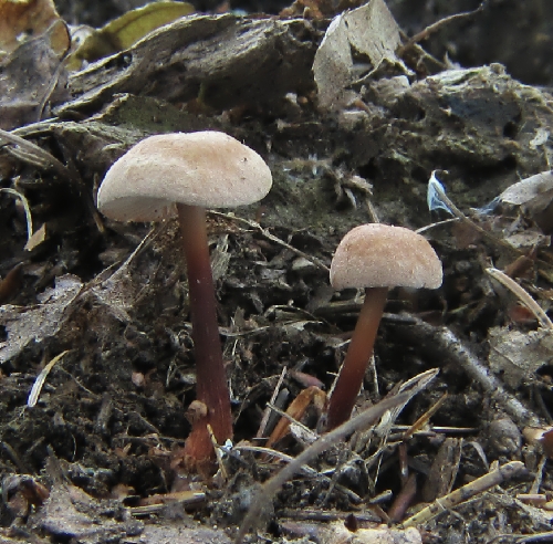 peniazovka červenohlúbiková Gymnopus erythropus (Pers.) Antonín, Halling & Noordel.