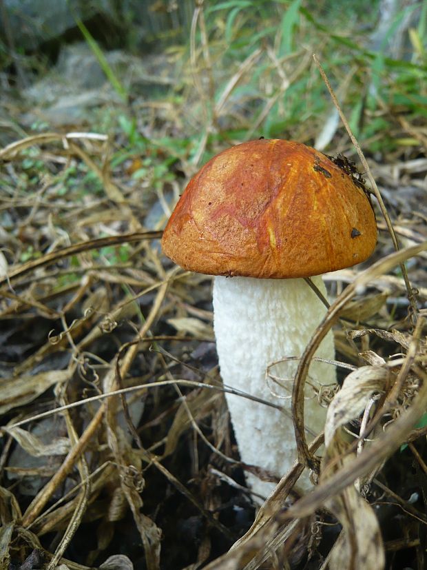 kozák osikový Leccinum albostipitatum den Bakker & Noordel.