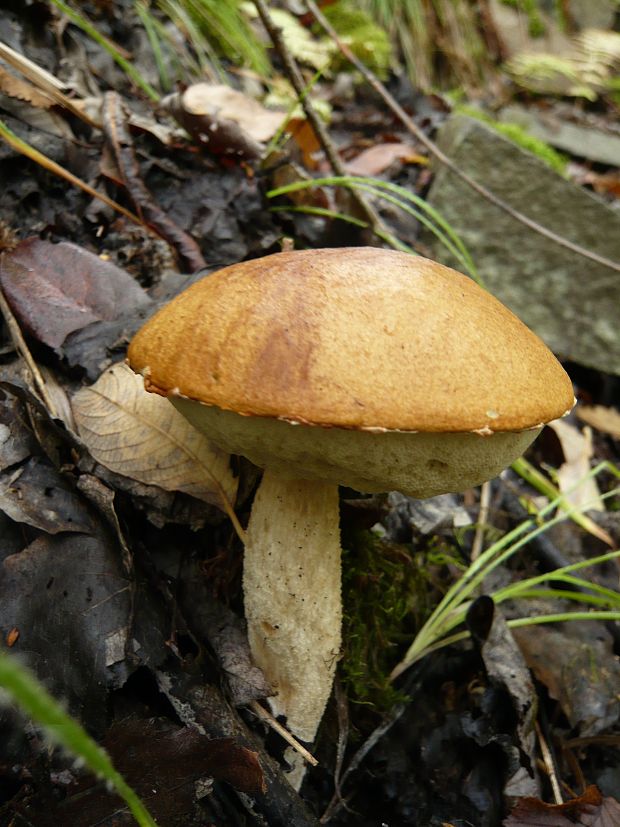 kozák osikový Leccinum albostipitatum den Bakker & Noordel.