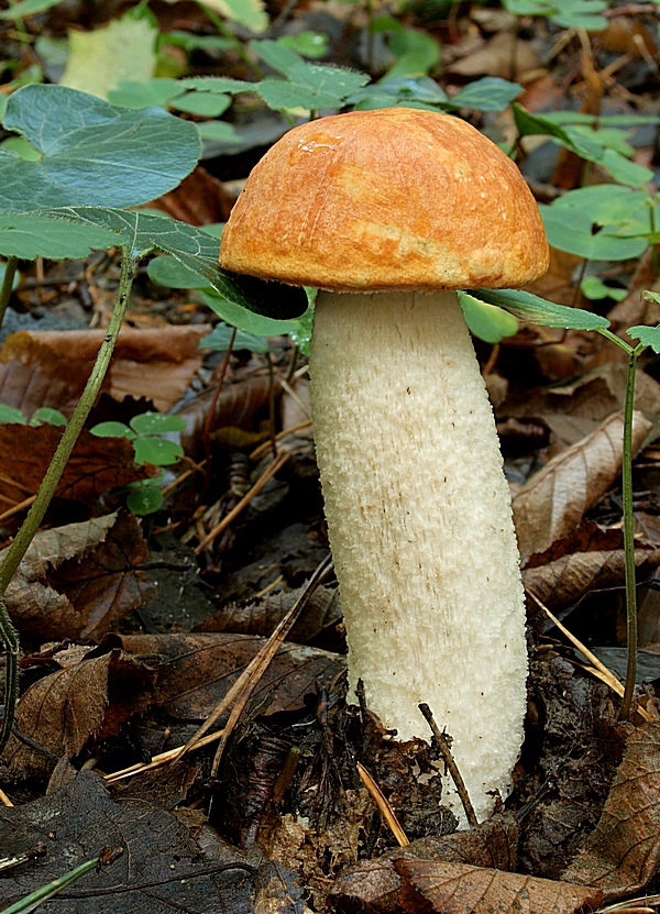 kozák osikový Leccinum albostipitatum den Bakker & Noordel.