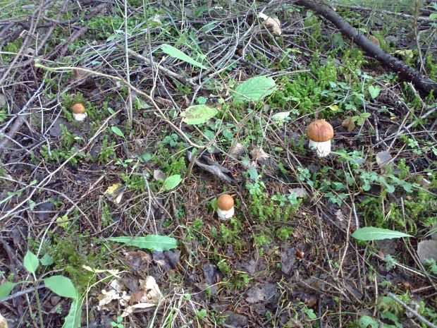 kozák osikový Leccinum albostipitatum den Bakker & Noordel.